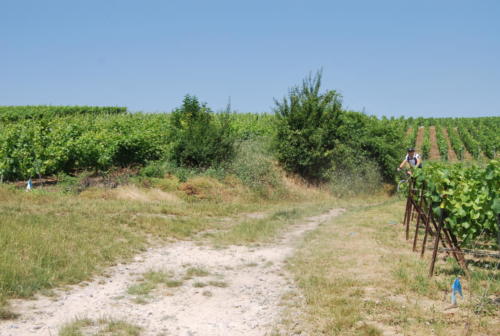 DSC 1375 (1)